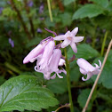 Bluebell (pink v)