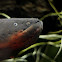 Electric Eel