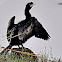 Indian Cormorant