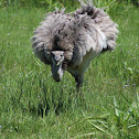 Rhea americana (Ñandú)
