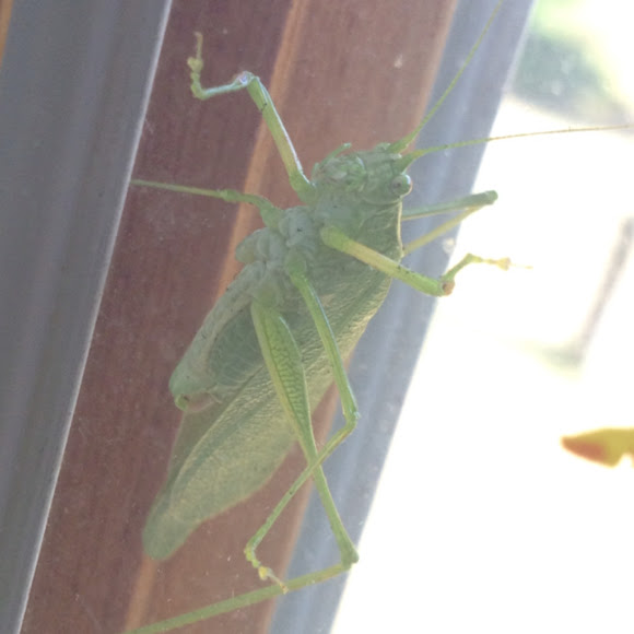 Spotting Image 1