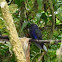 Violet-sabrewing