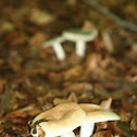 Mushrooms
