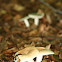 Mushrooms