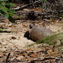 Gopher Tortoise