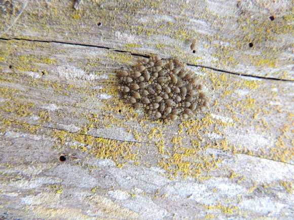 Spotting Image 1