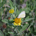 Great Southern White