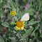 Great Southern White