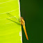 Crocothemis servilia - Male