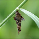 pupa