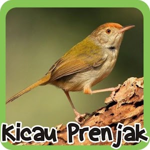 Cisticola.apk 1.1