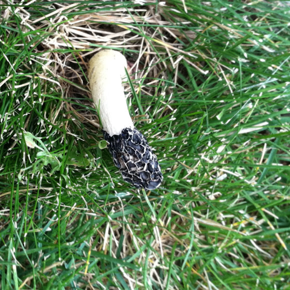 Spotting Image 1