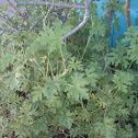 Ginger Bush Mountain Mist