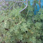 Ginger Bush Mountain Mist