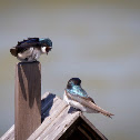 Tree Swallow