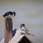 Tree Swallow