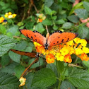 Tawny coster