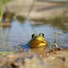 Green Frog