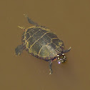 Eastern painted turtle