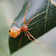 Ant-like Crab Spider
