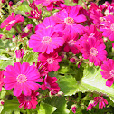 Pink florist cineraria