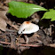 smelly lepiota