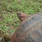 Galapagos Giant Tortoise
