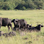 buffalo