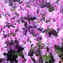 Azalea