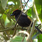 Flame-crested Tanager