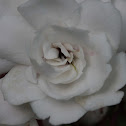Cashmere Bouquet