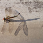 Dot Tailed Whiteface (immature female)  