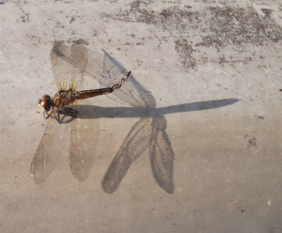 Spotting Image 1
