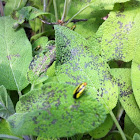 Four Lined Plant Bug