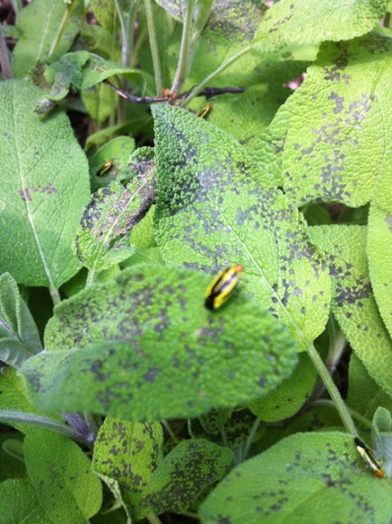 Spotting Image 1