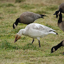Snow Goose