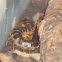Amazonian Giant Centipede 