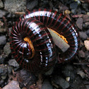 Unidentified Millipedes