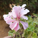 Ivy-leaf geranium