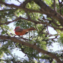Northern Cardinal