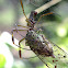 Golden Silk Orb-Weaver