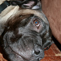 Bullmastiff
