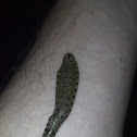 Leech