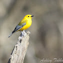Prothonotary Warbler