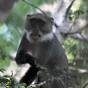 Syke's Monkey