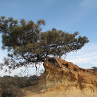 Torrey Pine