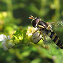 hover fly