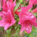 Alpenrose