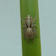 Jumping spider