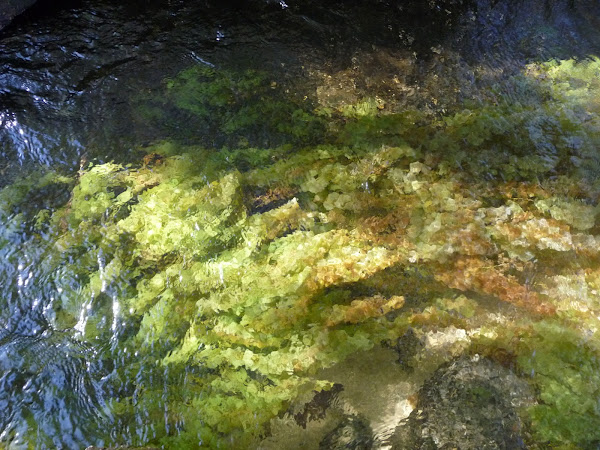 8 plant power rivers Noah Macarenia Project Clavigera 8 plant power rivers Noah Macarenia Project Clavigera
